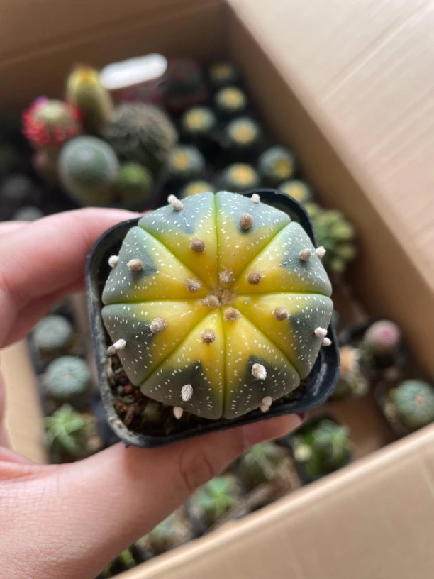 星兜黄金南瓜球带土带盆