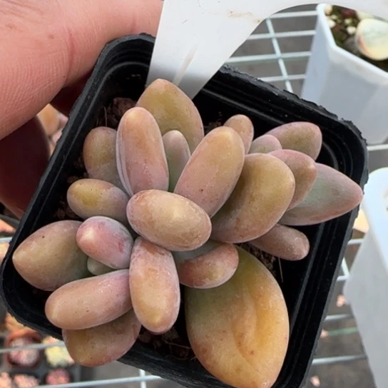 58芒果奶多肉一物一拍