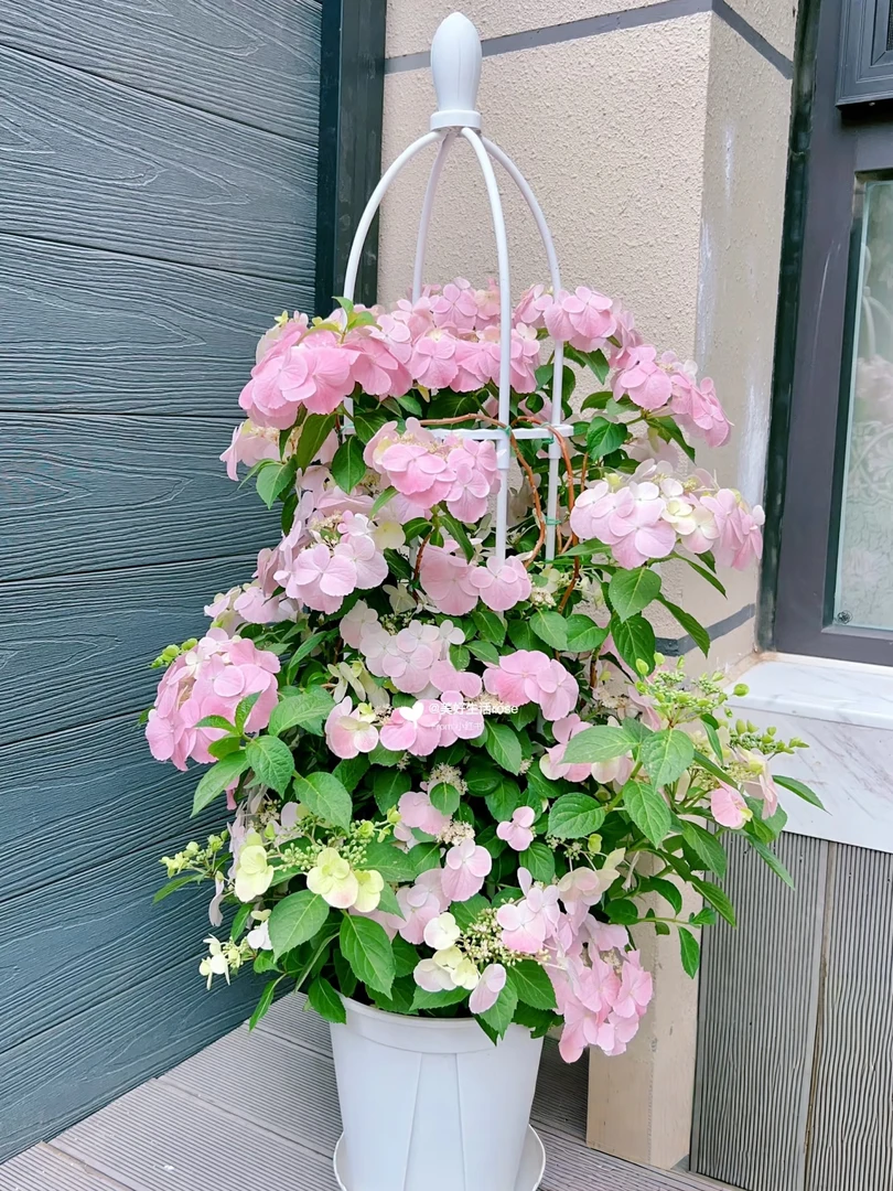 【落跑新娘】绣球花苗盆栽大苗阳台庭院【已发货拒绝退款和拒收】