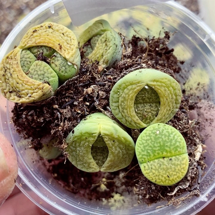 7**～我是一只小小鸟地域鬼的739