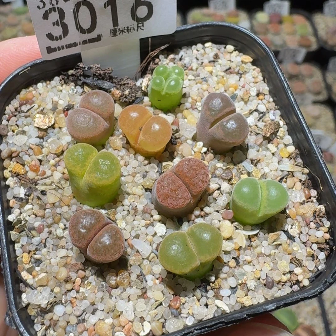 绝绝绝子生石花3016