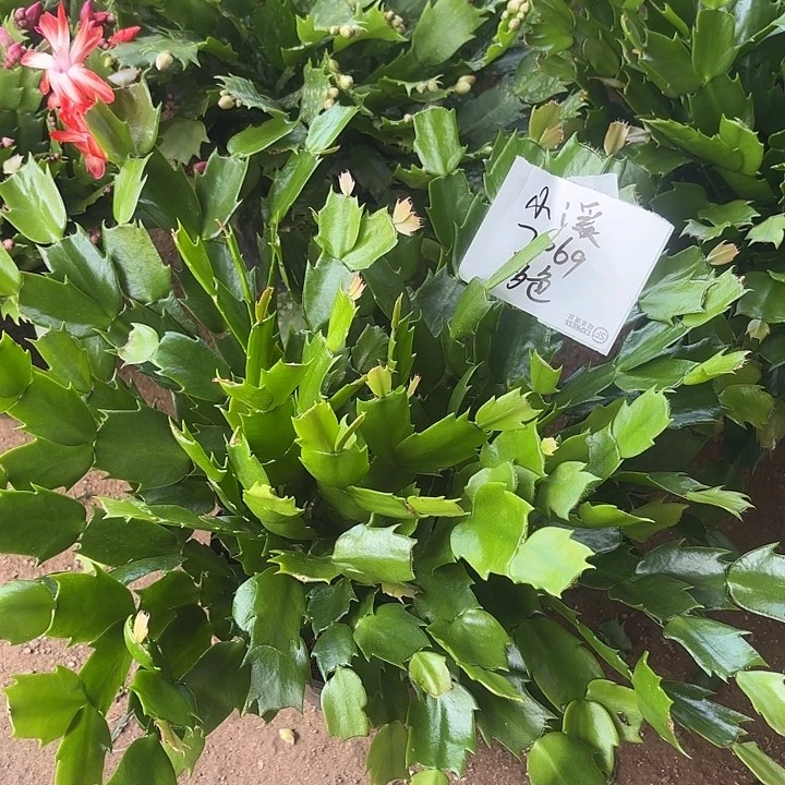 小***溪当前无花栽培后可以开花