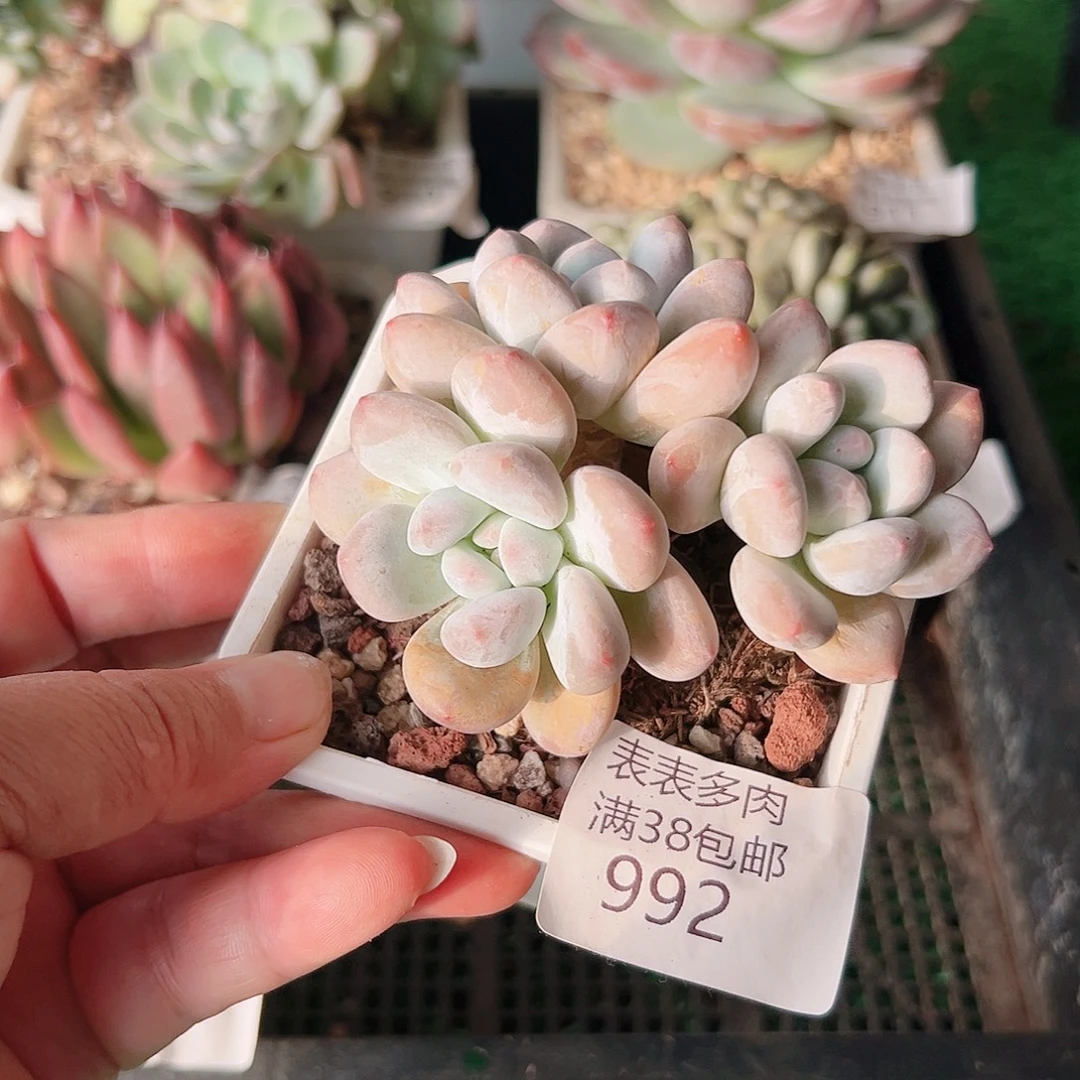 多肉一物一拍植物992