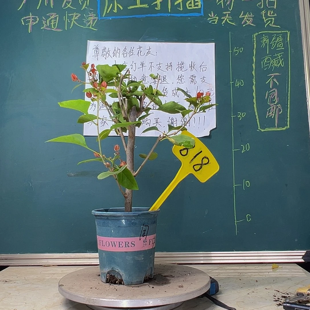 当前无花栽培后可以开花  同安红  818