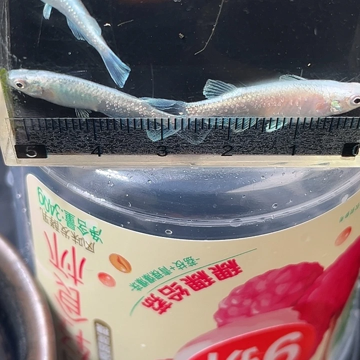 青鳉鱼短天3条33号