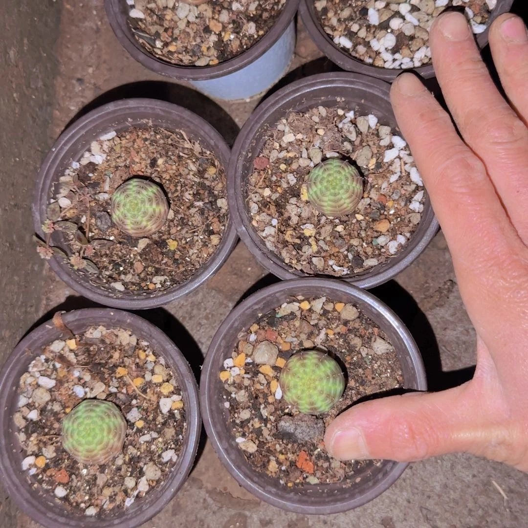 块根植物块根植物块根