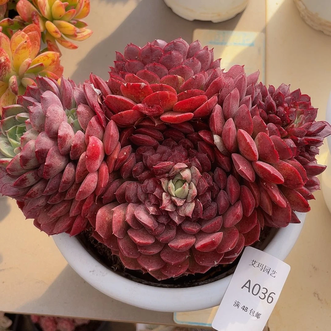 036朱砂痣多肉多肉多肉