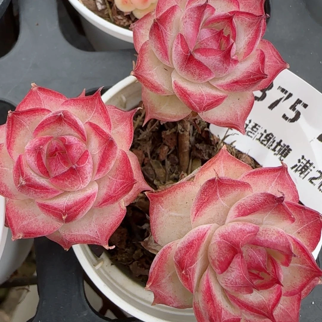 花语逸境0209-375