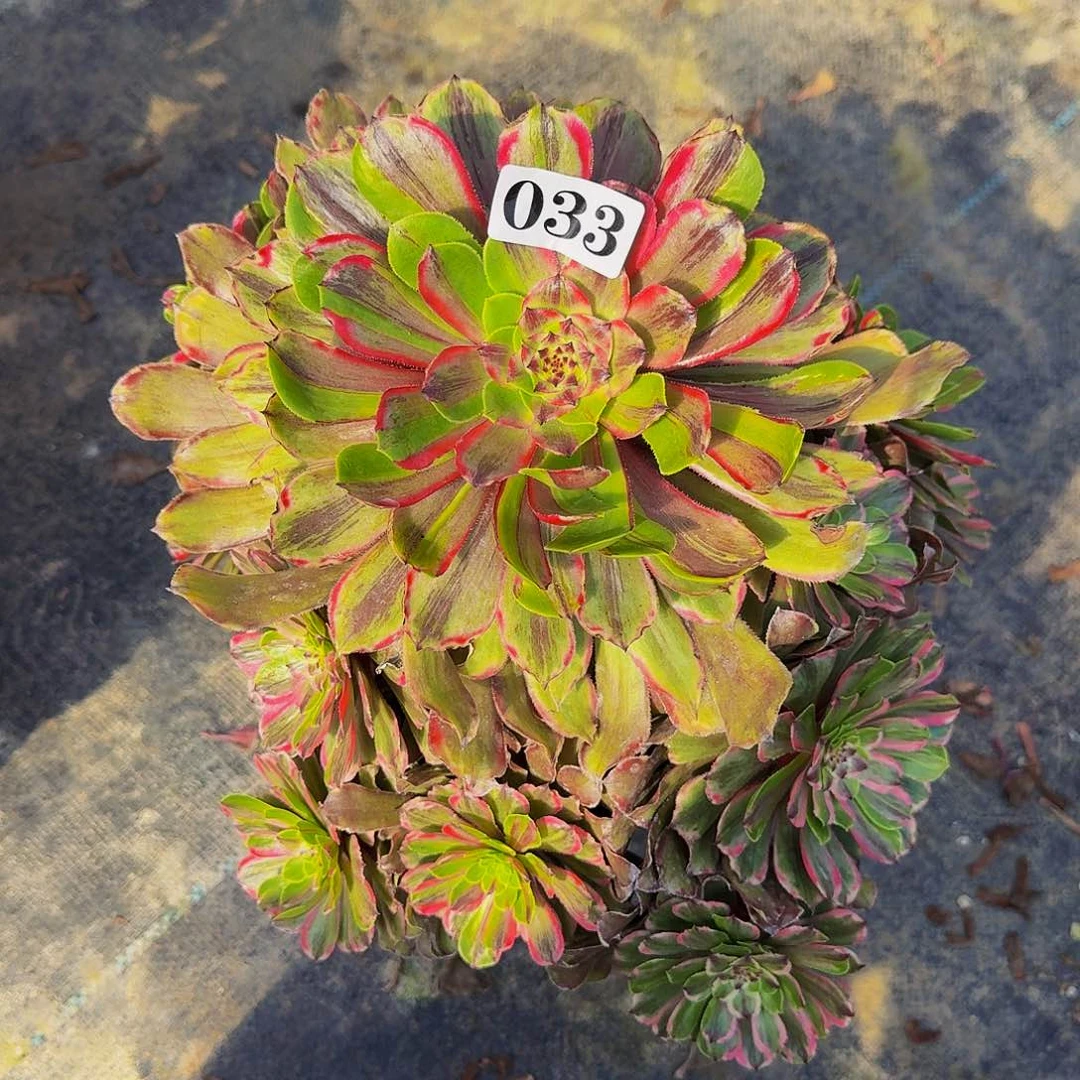 ↓033花脸粉黛福利价福利出