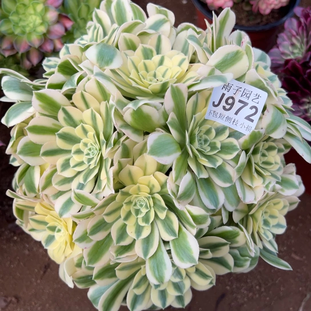 972迈巴赫尺寸30左右