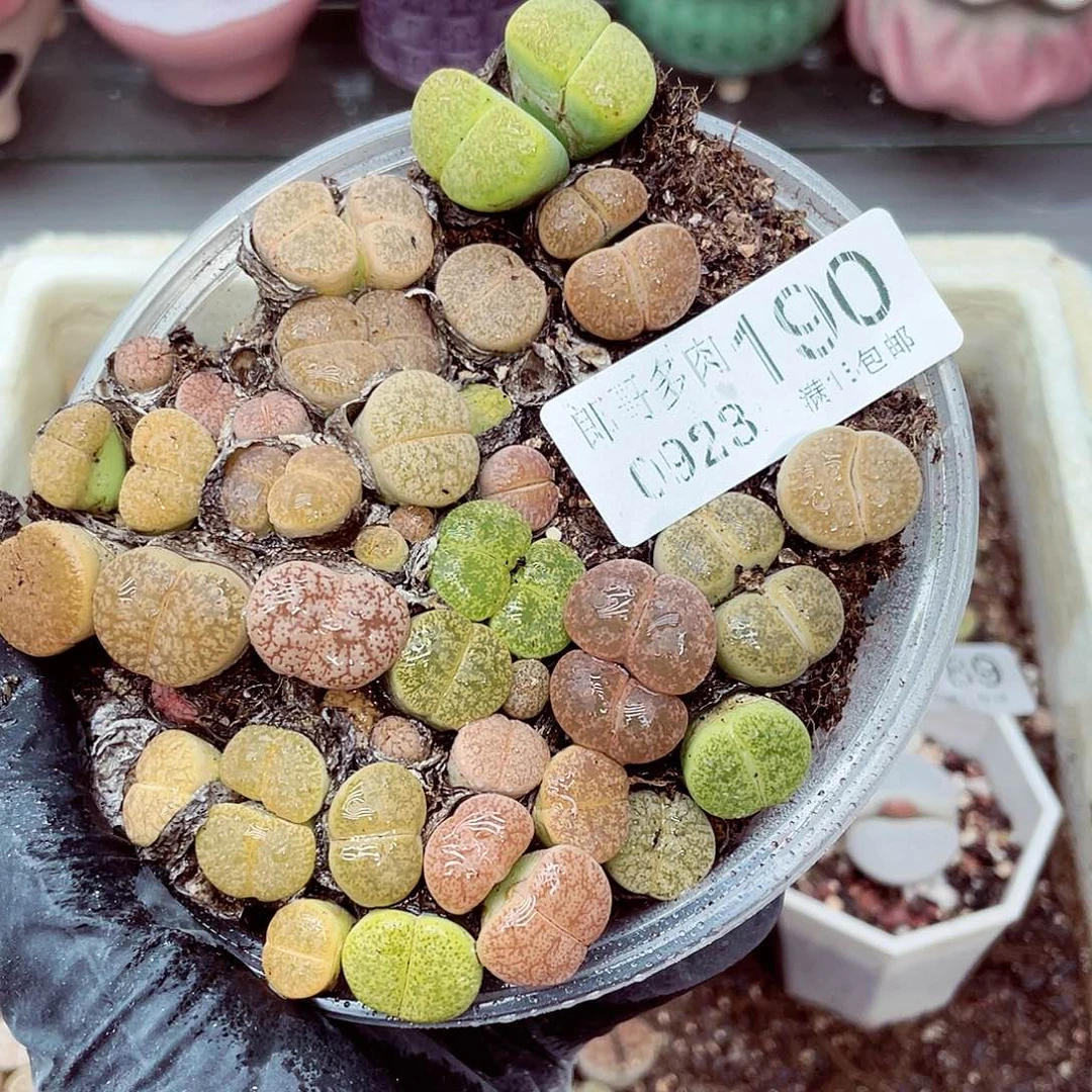 生石花满18包邮0923-190