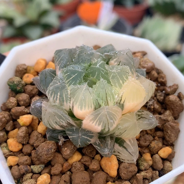 白赤线玉露锦，带盆发货