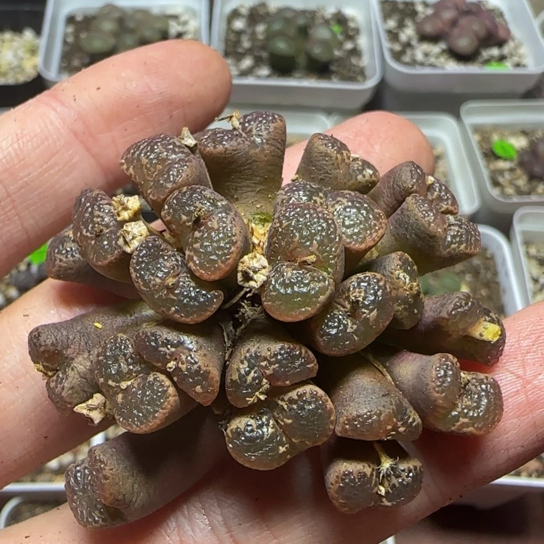 24泡泡勋章多肉植物