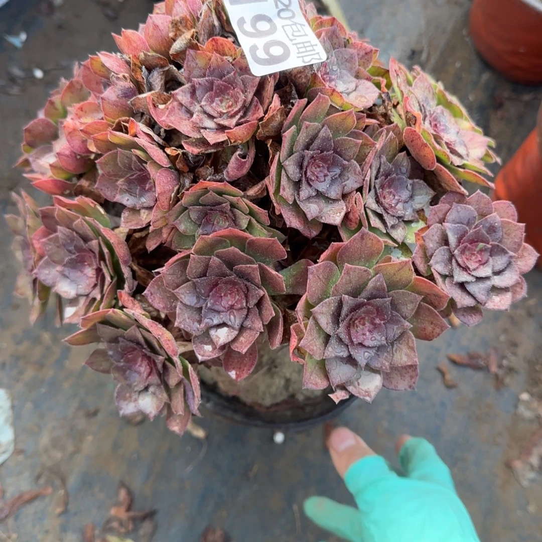 精控桃花石红魔199满20包邮断枝不包