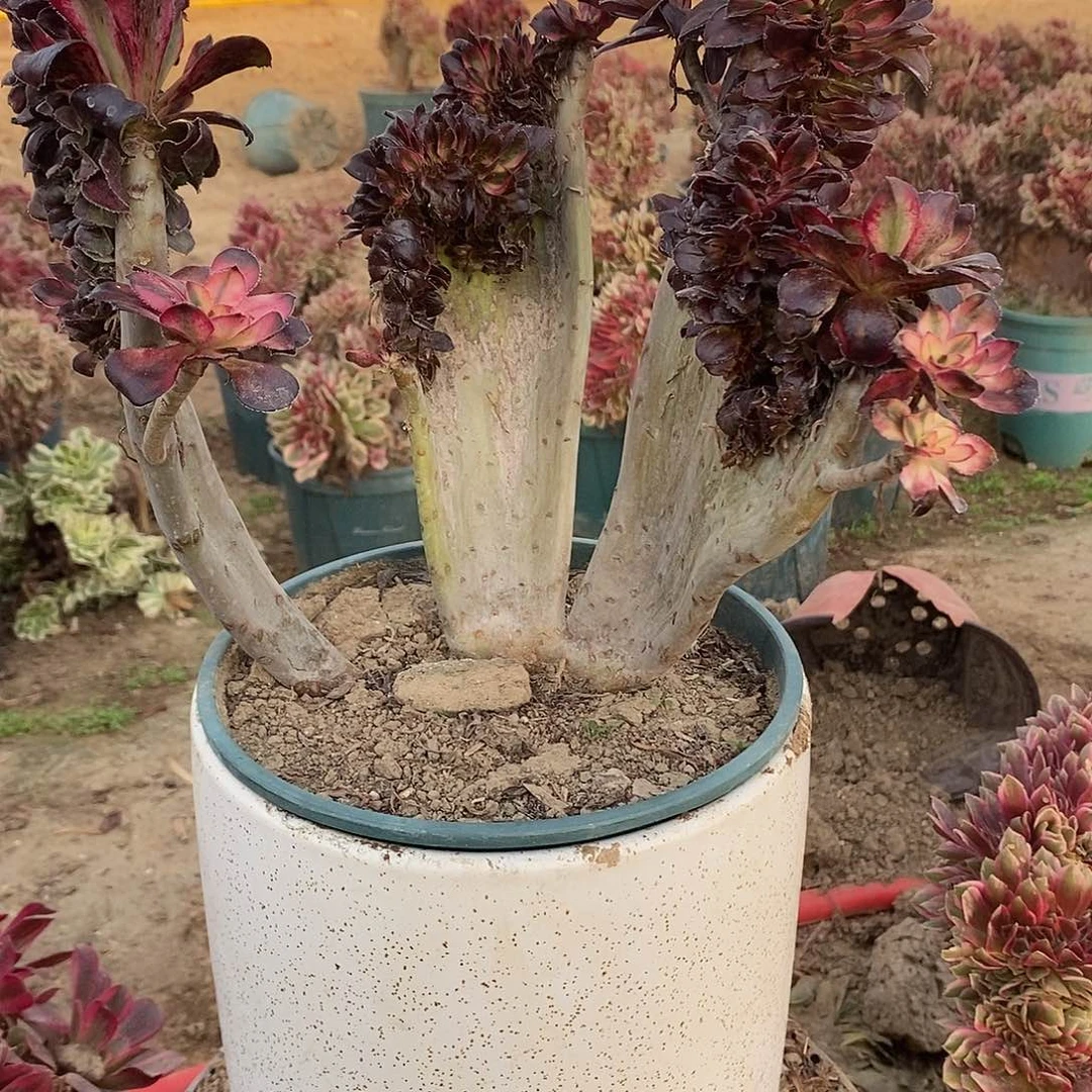 多肉植物一号香奈儿缀化