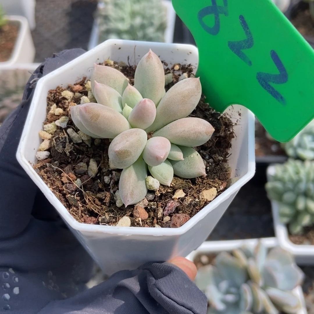 822哥特多肉植物保护