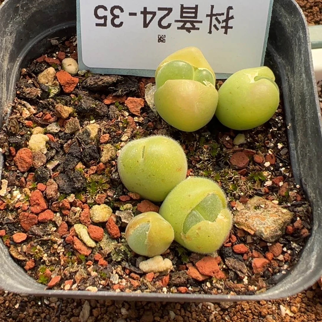 24-35肉锥多肉植物