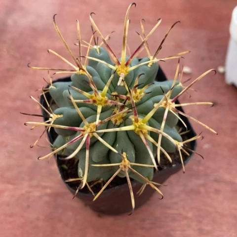 黑罗莎单5仙人球