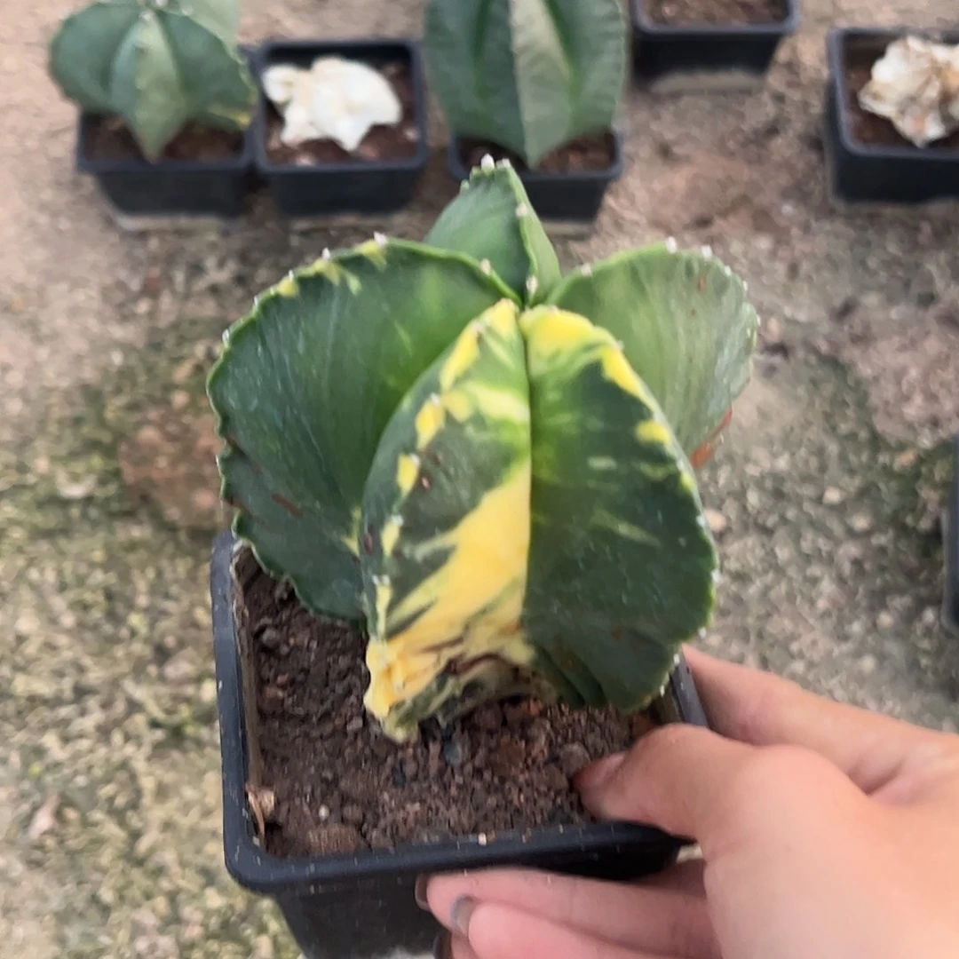 新***界实生鸾凤玉一物一拍