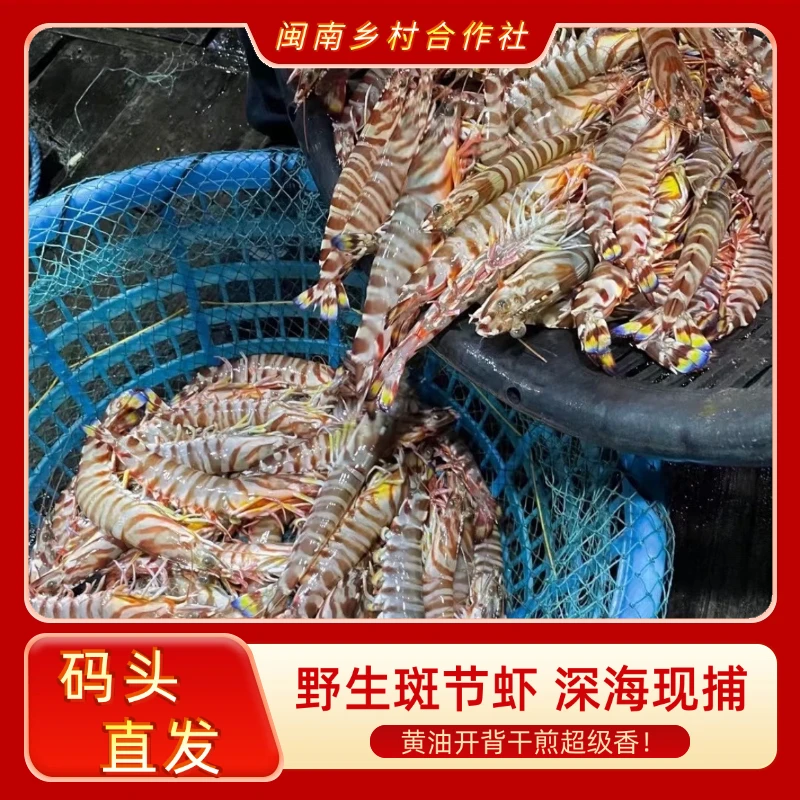 【码头价】本港野生斑节虾深海现捕 6-8条/盒 CX 18公分左右 斤