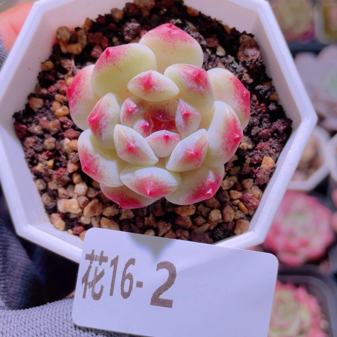 花利美16-2秘境冰魄