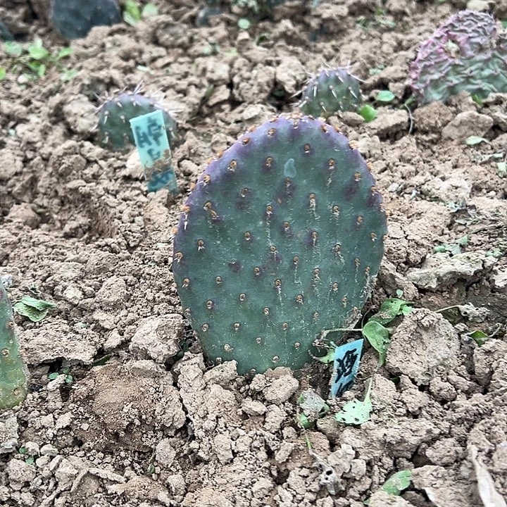 酒红一棵有根无侧芽