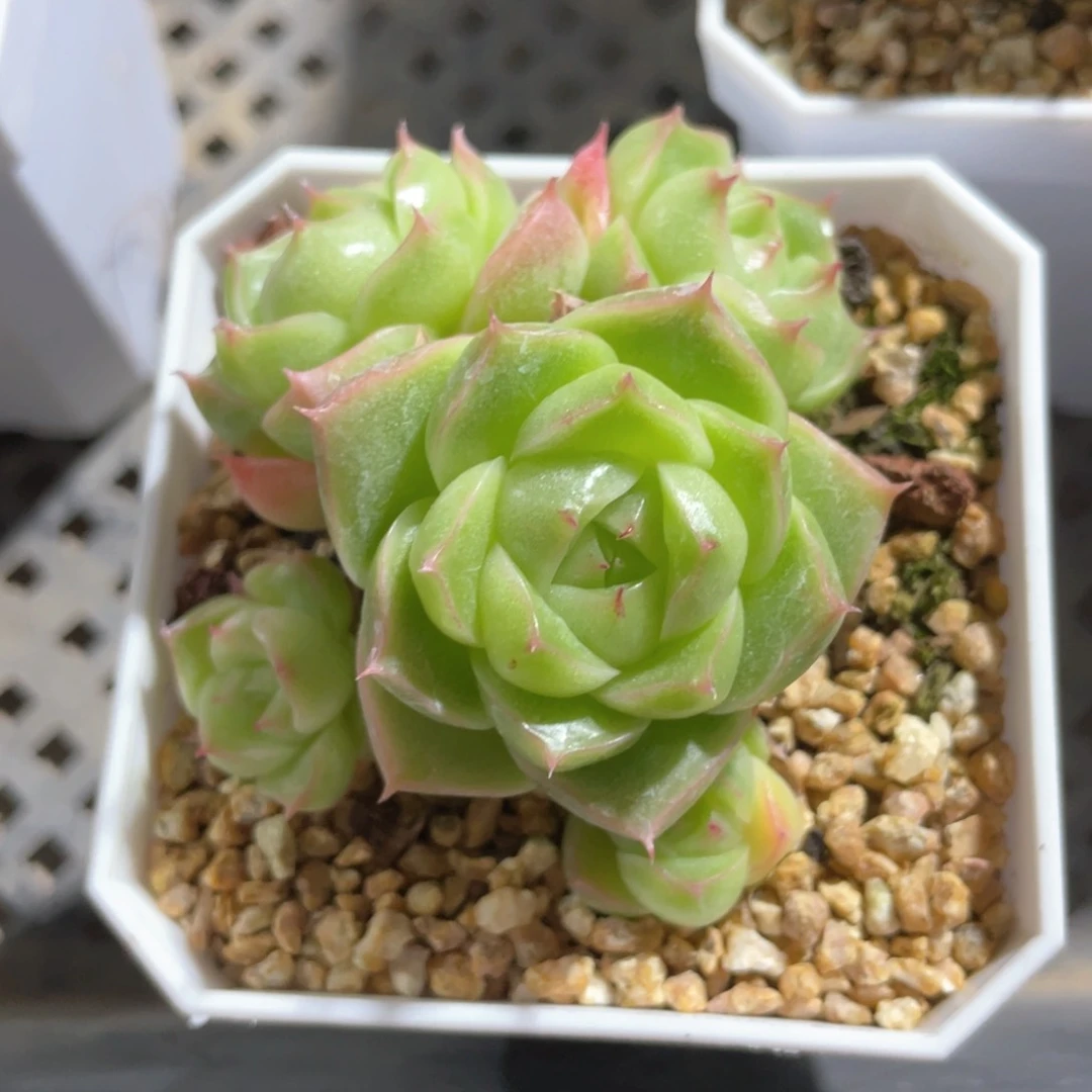 优选麦杆福利881