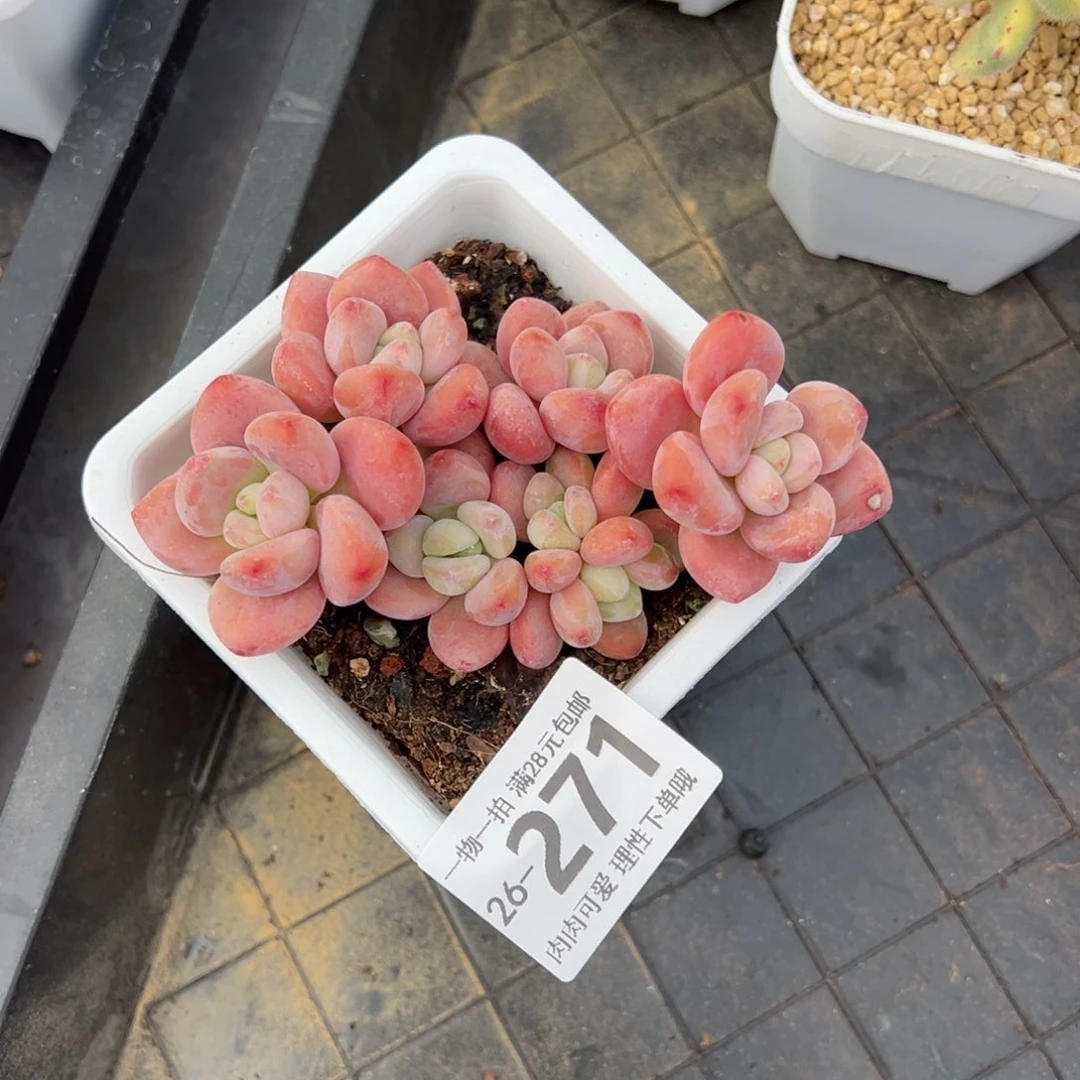 红洛神多肉多肉多肉多肉