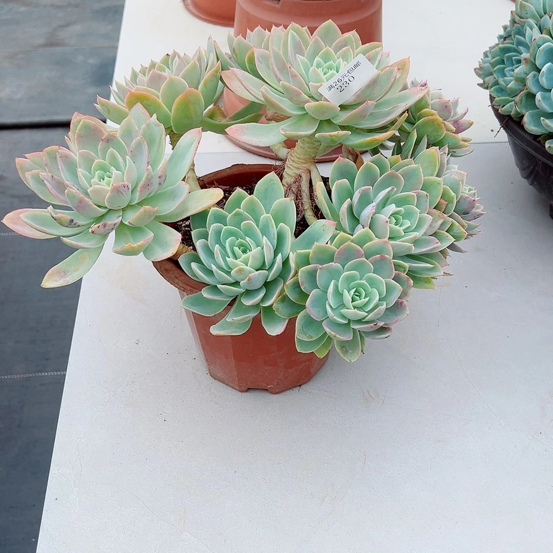 幸***心230丝绸多肉植物多肉