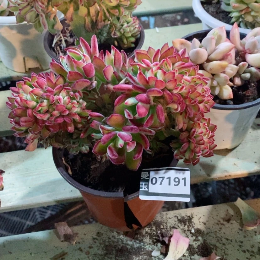 【闪购商品】渣*吕红兔儿缀07191