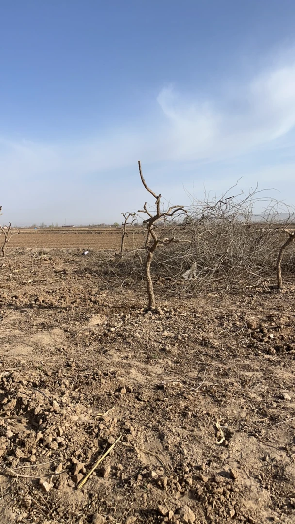 【一物一拍】中宁红枸杞老桩盆栽地栽7号枸杞