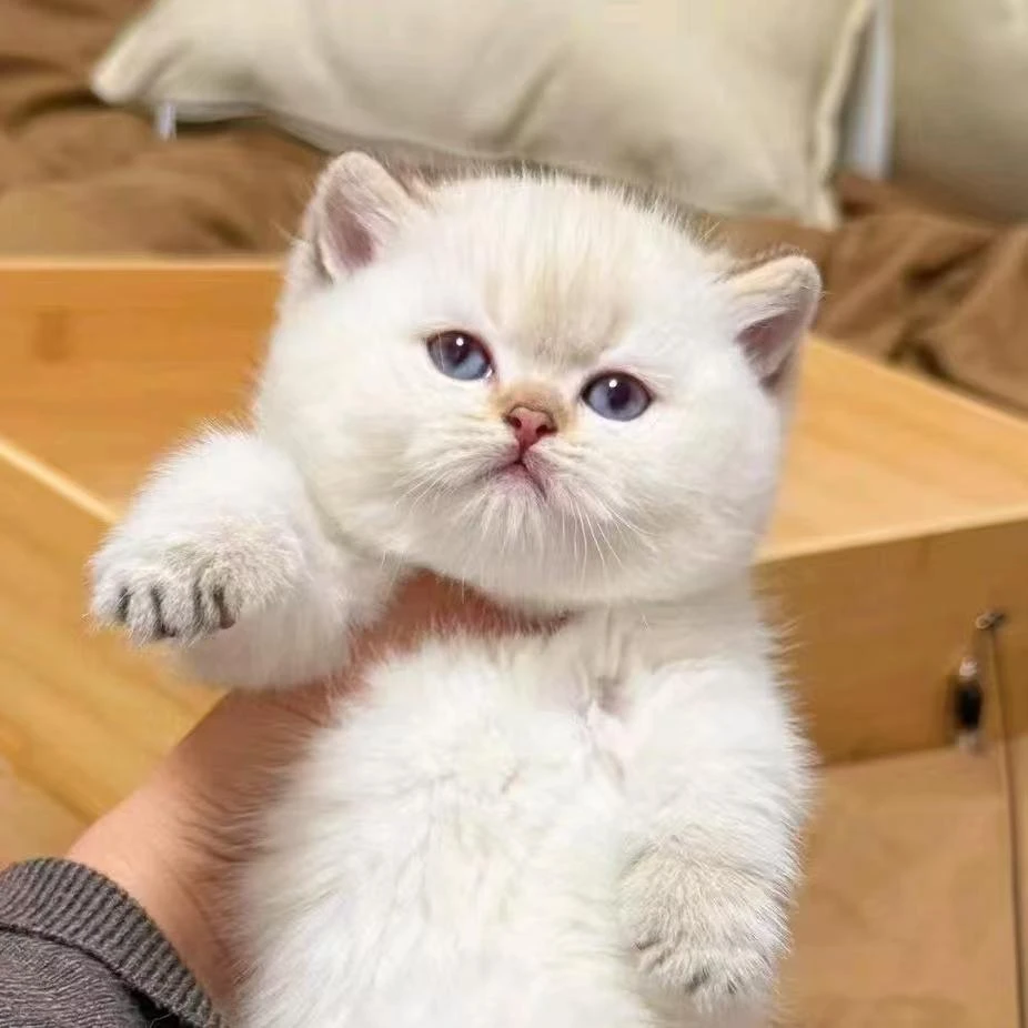 阿诺的猫（活体链接）