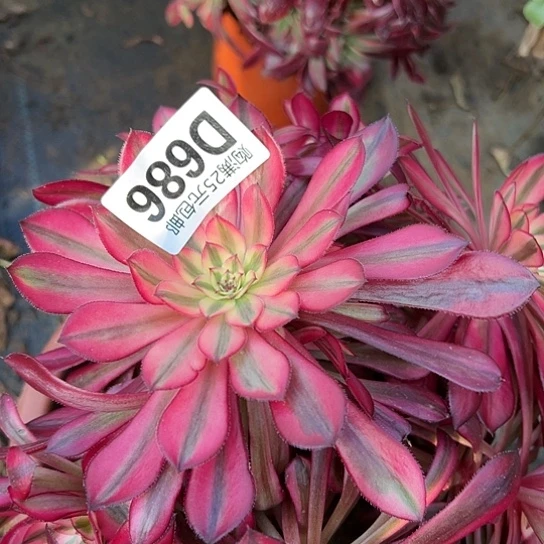 梅*多肉植物一个