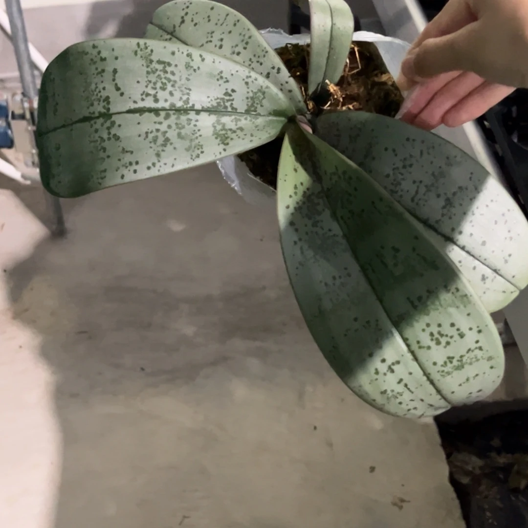 无花朵3.5寸桑德交西苗