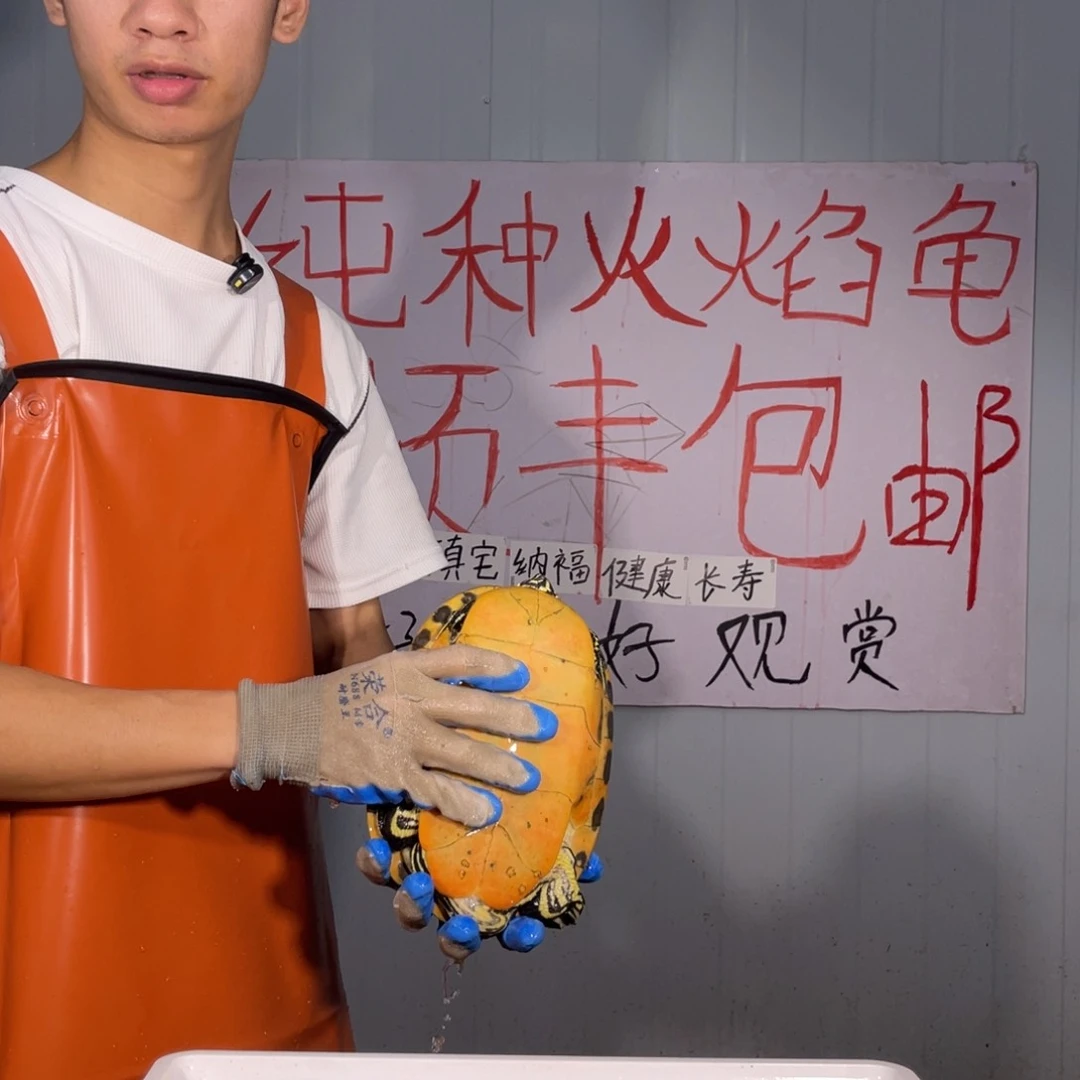 母火焰龟商****）3斤公火焰