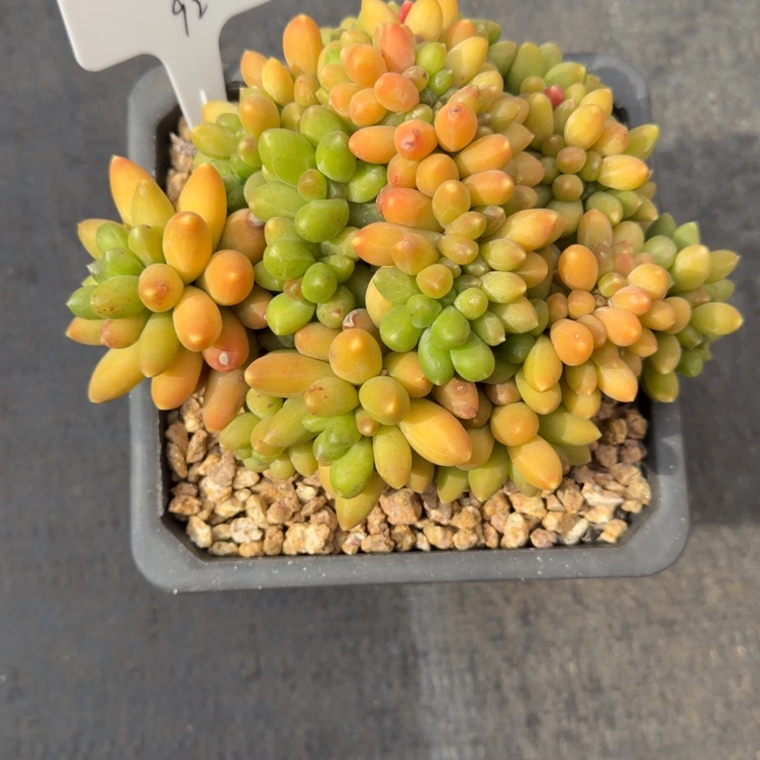 一物一拍精控千代田缀92