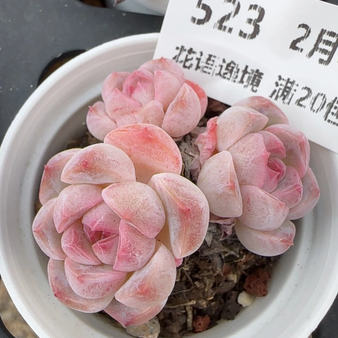 花语逸镜0205-523