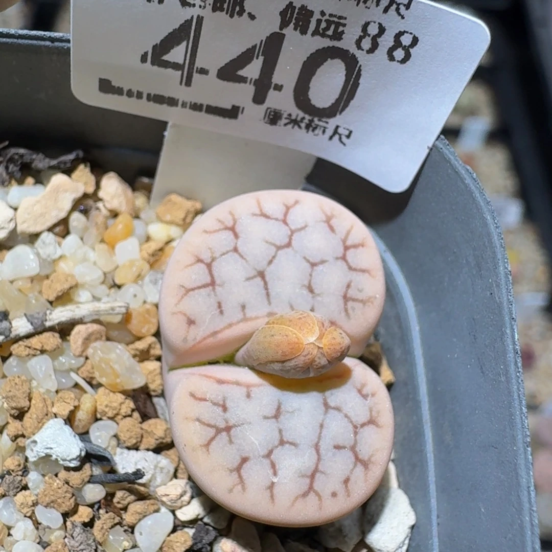 zzzz生石花肉锥440