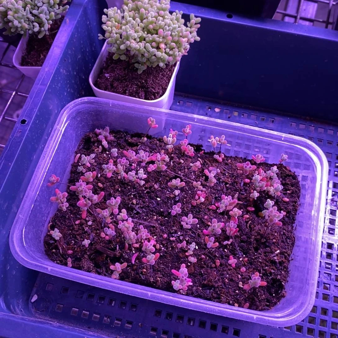 ?****826切糕蜜橘。