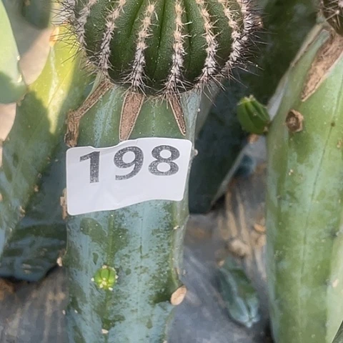 读*198号龙神木苗接尤伯球