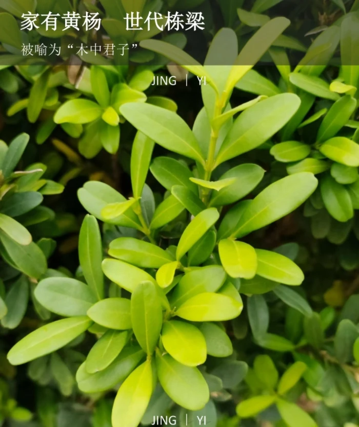 小叶雀舌黄杨树苗 四季常青常绿 庭院绿篱隔断 盆景素材 独杆黄杨