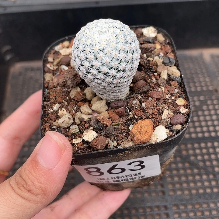 863白鸟 冠幅 1.5cm左右