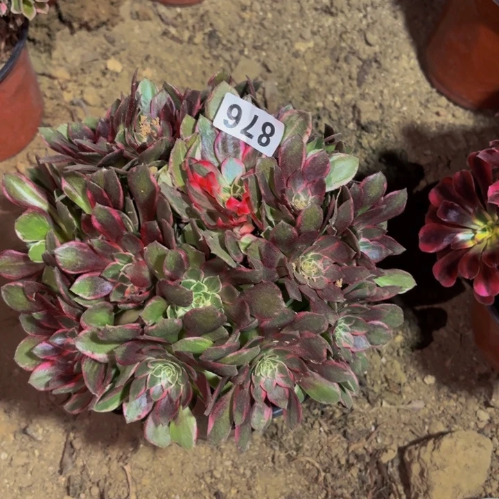 879万花筒多肉植物不售后