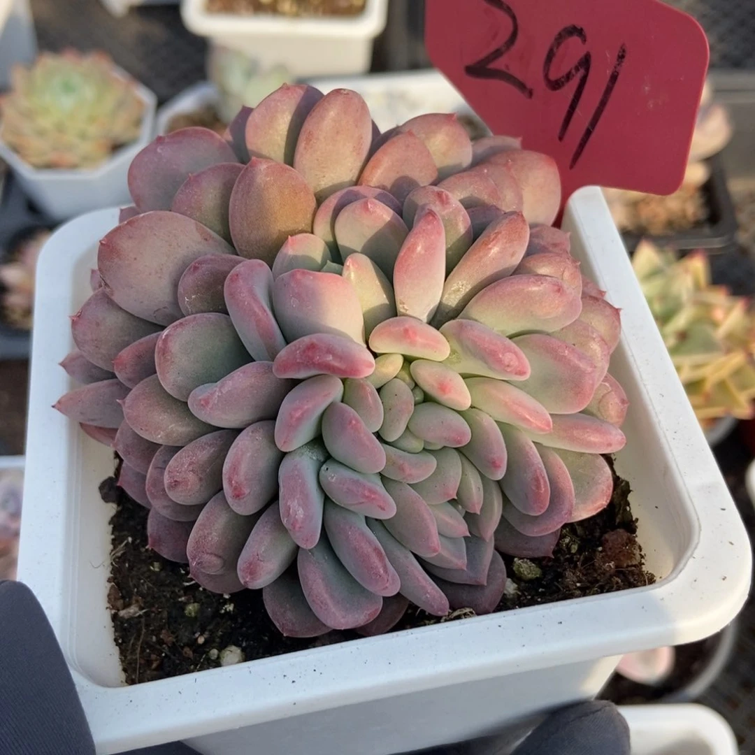 291粉珍妮缀多肉植物