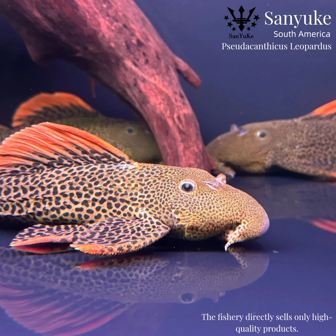 帝皇血钻 L600 异形清道夫观赏鱼好饲养可混养鱼缸清洁工活体包邮