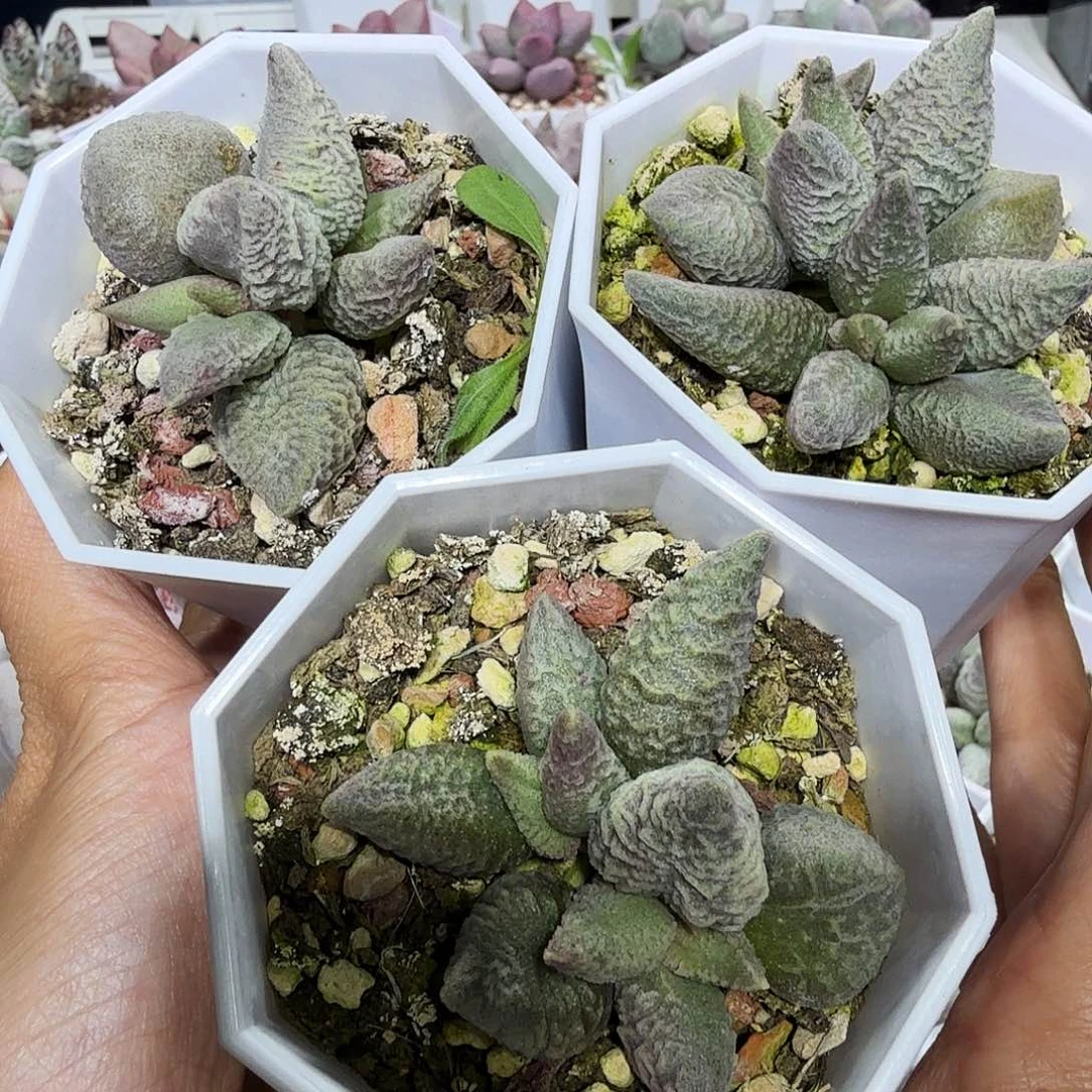 融化纹冰淇凌3颗水泡多肉植物