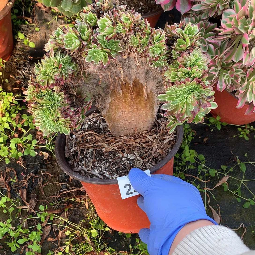 287嘉年华缀缀化