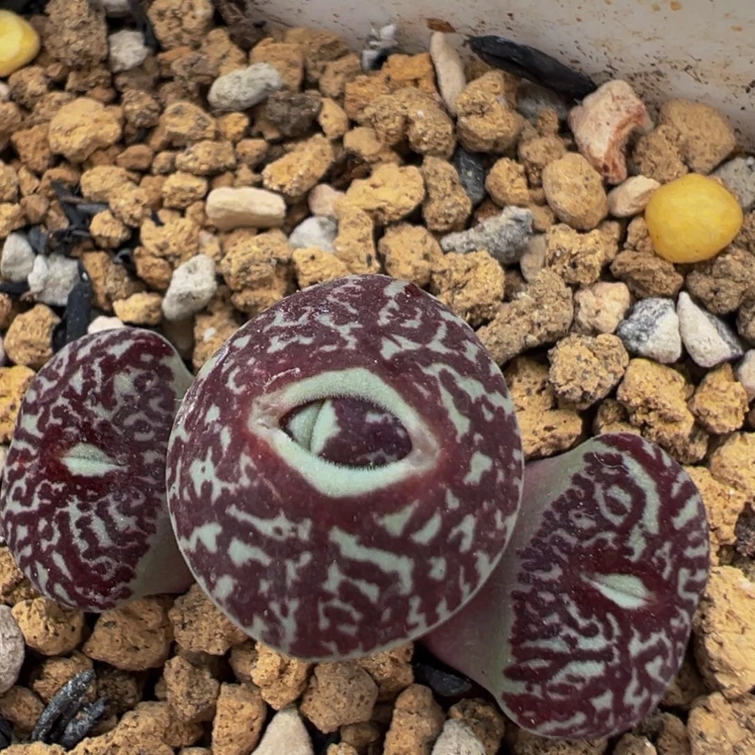 77多肉植物百科母本墨小锥