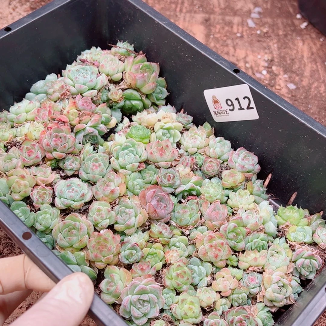 念****多肉植物多肉植物