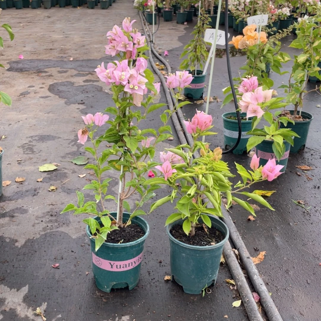 全部花朵丽娜+粉天使量拍